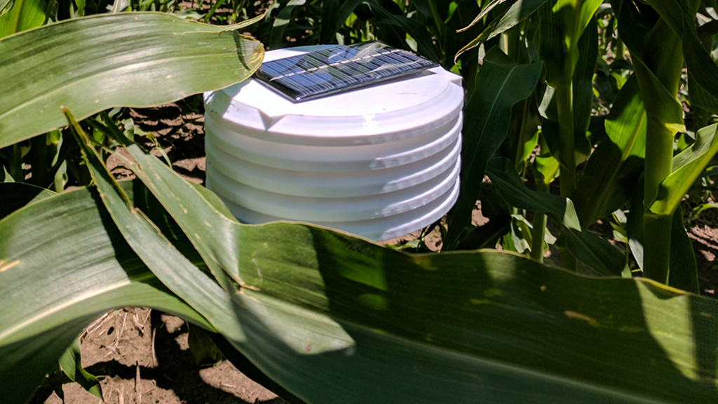 Photo of a weather sensor in a corn field